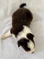 Moxxie, a female Australian Shepherd for sale in La Grange, NC – Photo 3 of 5