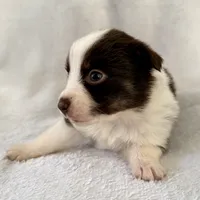 Moxxie, a female Australian Shepherd for sale in La Grange, NC – Photo 2 of 5