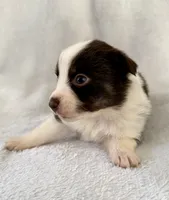 Moxxie, a female Australian Shepherd for sale in La Grange, NC – Photo 2 of 5