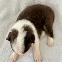 Blitz, a female Australian Shepherd for sale in La Grange, NC – Photo 5 of 5