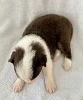 Blitz, a female Australian Shepherd for sale in La Grange, NC – Photo 4 of 4