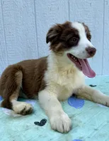 Blitz, a female Australian Shepherd for sale in La Grange, NC – Photo 1 of 5