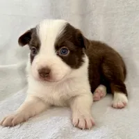 Blitz, a female Australian Shepherd for sale in La Grange, NC – Photo 2 of 5