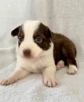 Blitz, a female Australian Shepherd for sale in La Grange, NC – Photo 1 of 4