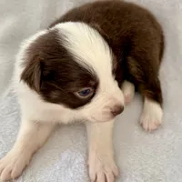 Blitz, a female Australian Shepherd for sale in La Grange, NC – Photo 3 of 5