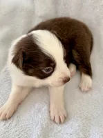 Blitz, a female Australian Shepherd for sale in La Grange, NC – Photo 2 of 4