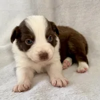 Blitz, a female Australian Shepherd for sale in La Grange, NC – Photo 4 of 5