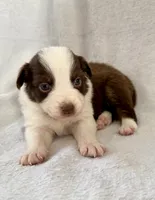 Blitz, a female Australian Shepherd for sale in La Grange, NC – Photo 3 of 4