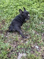 Boy, a male Boston Terrier and Frenchton for sale in Holiday, FL – 3 of 3