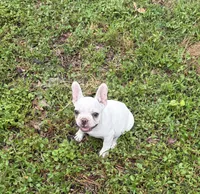 Girl, a female Boston Terrier and Frenchton for sale in Holiday, FL – 1 of 3