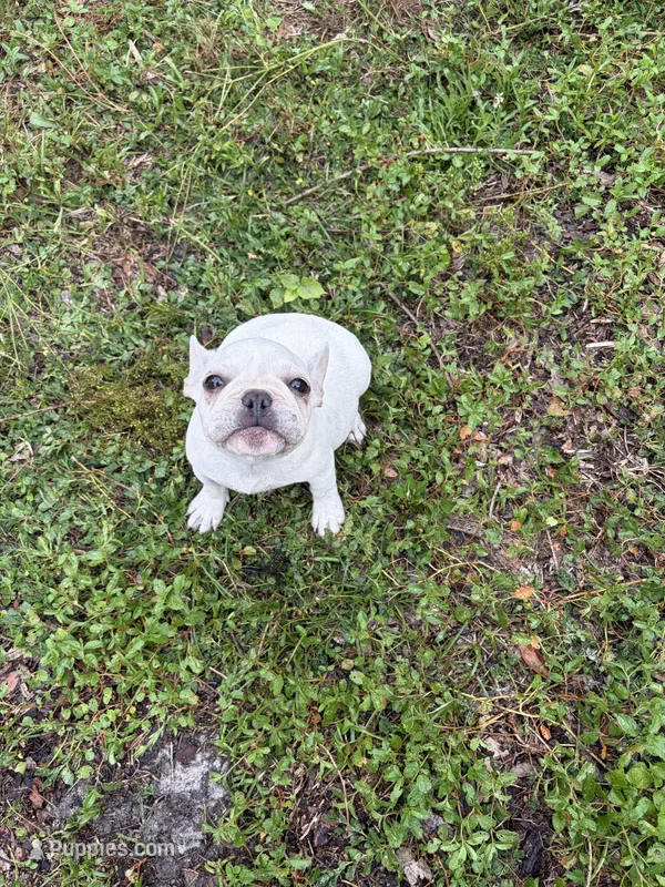Cream – Boston Terrier, Frenchton puppy for sale in Holiday, FL