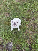 Cream, a female Boston Terrier and Frenchton for sale in Holiday, FL – 1 of 3