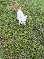 Girl, a female Boston Terrier and Frenchton for sale in Holiday, FL – 4 of 4