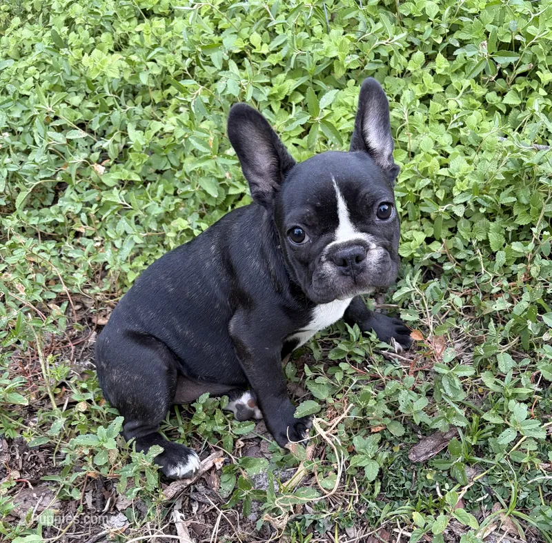 Boy – Boston Terrier, Frenchton puppy for sale in Holiday, FL