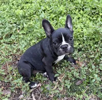 Boy, a male Boston Terrier and Frenchton for sale in Holiday, FL – 1 of 3