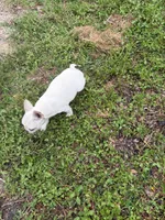 Girl, a female Boston Terrier and Frenchton for sale in Holiday, FL – 3 of 4