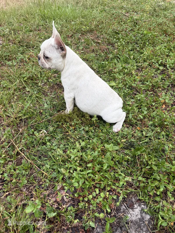 Cream – Boston Terrier, Frenchton puppy for sale in Holiday, FL