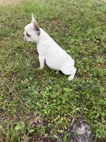 Cream, a female Boston Terrier and Frenchton for sale in Holiday, FL – 3 of 3