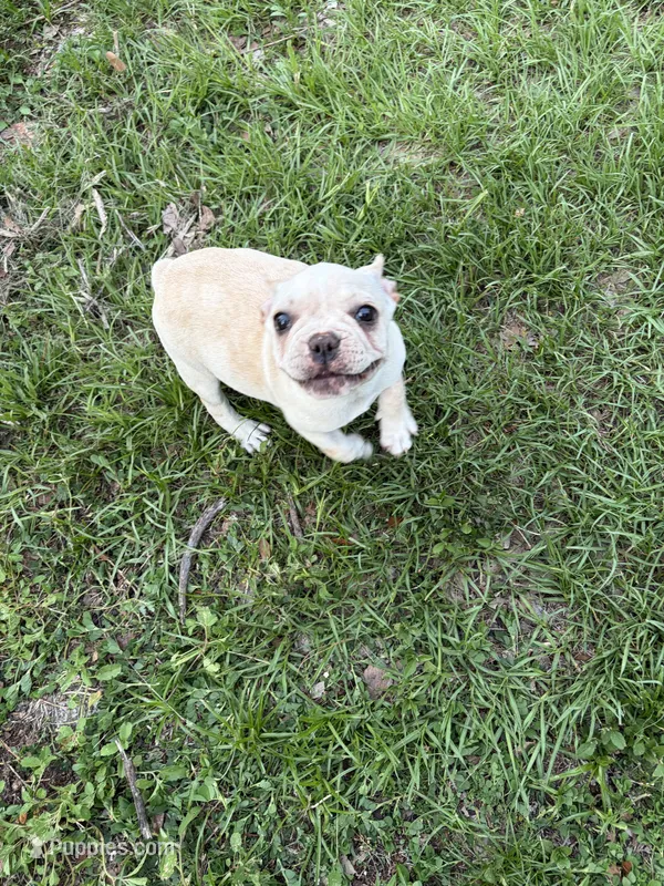 Girl – Boston Terrier, Frenchton puppy for sale in Holiday, FL