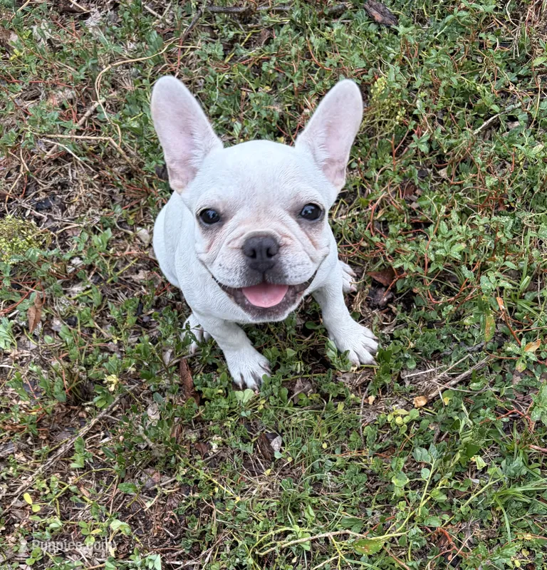 Cream – Boston Terrier, Frenchton puppy for sale in Holiday, FL