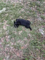 Girl, a female Boston Terrier and Frenchton for sale in Holiday, FL – 2 of 2