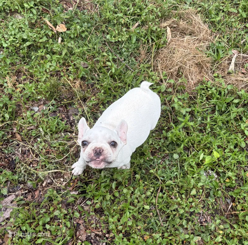Girl – Boston Terrier, Frenchton puppy for sale in Holiday, FL