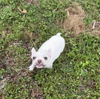Girl, a female Boston Terrier and Frenchton for sale in Holiday, FL – 1 of 4