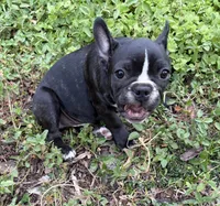 Boy, a male Boston Terrier and Frenchton for sale in Holiday, FL – 2 of 3