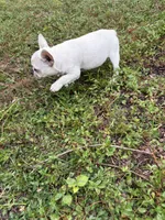 Cream, a female Boston Terrier and Frenchton for sale in Holiday, FL – 2 of 3