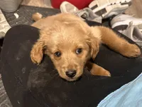 processed/1a53ca95-bb0a-4ea1-b35a-cd023a72ee2c/listing/1adf3bdb-844a-4b7f-80f2-07f08ef8b215/213cd627-ac24-4adc-9b98-4e5f8c3dd16a