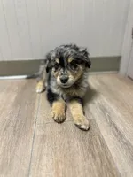 Male Red, a male Australian Shepherd and Golden Retriever for sale in Breese, IL – Photo 3 of 6