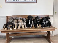 Male Red, a male Australian Shepherd and Golden Retriever for sale in Breese, IL – Photo 6 of 6