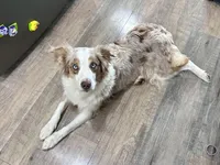 Male Red, a male Australian Shepherd and Golden Retriever for sale in Breese, IL – Photo 5 of 6