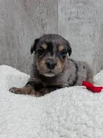 Male Red, a male Australian Shepherd and Golden Retriever for sale in Breese, IL – Photo 2 of 6