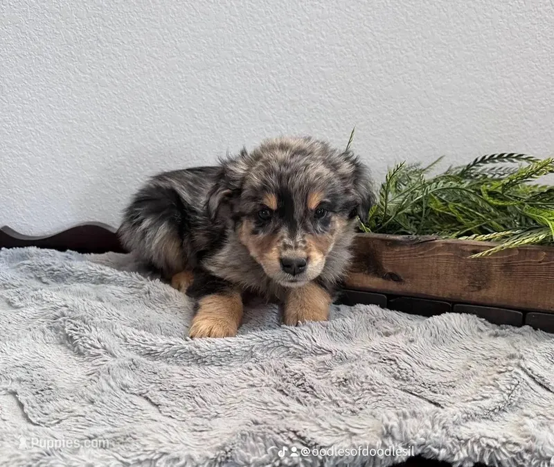 Male Red, a male Australian Shepherd and Golden Retriever for sale in Breese, IL – Photo 1 of 6