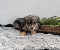 Male Red, a male Australian Shepherd and Golden Retriever for sale in Breese, IL – Photo 1 of 6