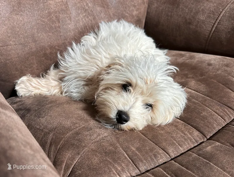 Maltipoo  – Maltese, Poodle - Toy  puppy for sale in Breese, IL