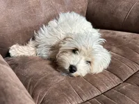 Maltipoo , a male Maltese and Poodle - Toy  for sale in Breese, IL – 1 of 4