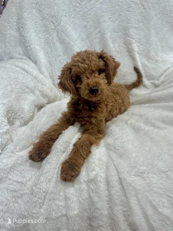 *POTTY & CRATE Trained #2