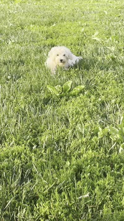 Maltipoo , a male Maltese and Poodle - Toy  for sale in Breese, IL – 4 of 4