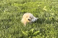 Maltipoo , a male Maltese and Poodle - Toy  for sale in Breese, IL – 3 of 4