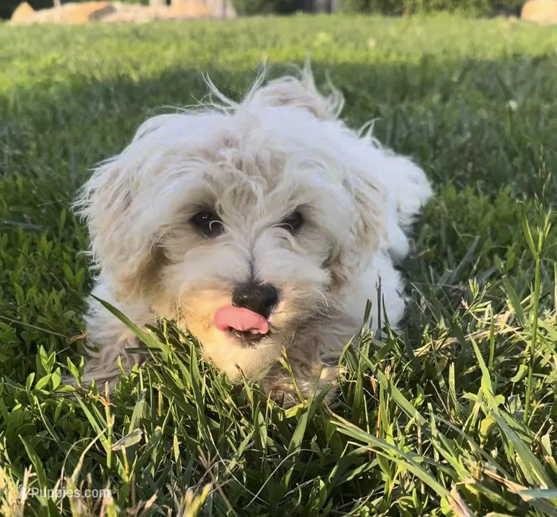 Maltipoo  – Maltese, Poodle - Toy  puppy for sale in Breese, IL