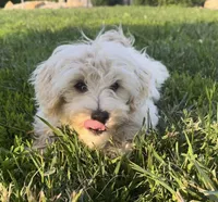 Maltipoo , a male Maltese and Poodle - Toy  for sale in Breese, IL – 2 of 4