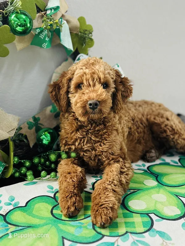 5yr Health Contract & Crate/Potty Trained – Poodle - Toy , Miniature Goldendoodle puppy for sale in Breese, IL