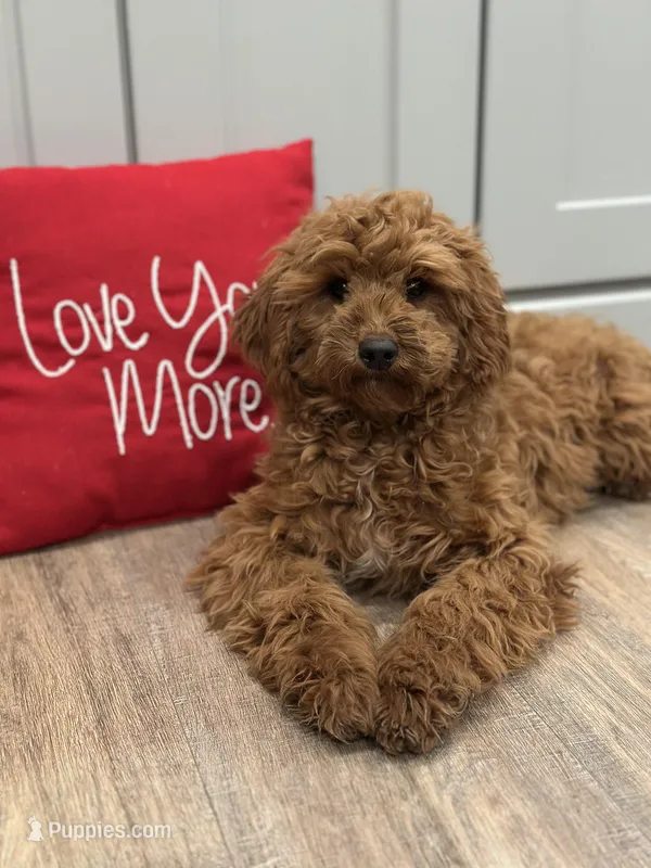 5yr Health Contract & Crate/Potty Trained