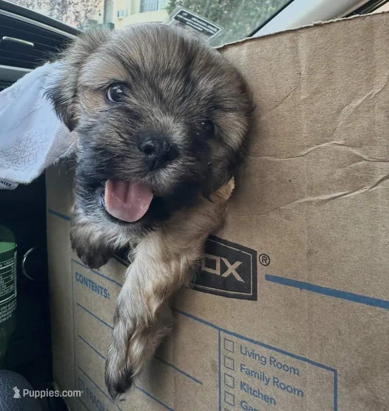 SAM – Maltese puppy for sale in Los Angeles, CA