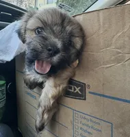 SAM, a male Maltese for sale in Los Angeles, CA – Photo 1 of 4