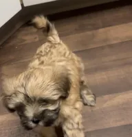 SAM, a male Maltese for sale in Los Angeles, CA – Photo 2 of 4