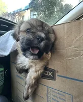 SAM, a male Maltese for sale in Los Angeles, CA – Photo 3 of 4
