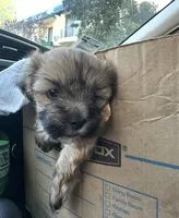 SAM, a male Maltese for sale in Los Angeles, CA – Photo 4 of 4